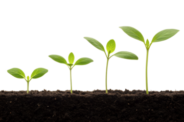 Stages of Plant Growth Seedling Development from Sprout to Sapling