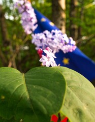 Lilac blossoms by flag