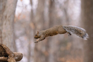 Eastern Gray  Squirrel jumping take in southern MN in the wild © Stan