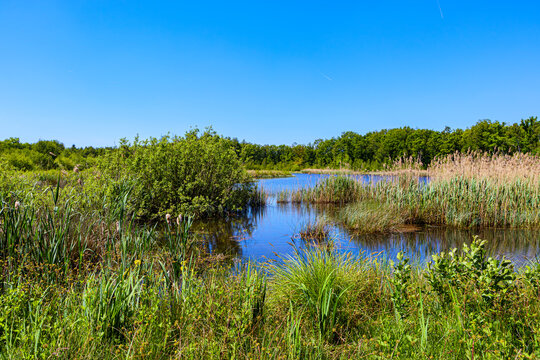 Natural landscape with abundant reeds in water and wild vegetation surrounding pond, leafy trees against blue sky, known as the land of 1001 ponds, De Wijers in province of Limburg, Belgium