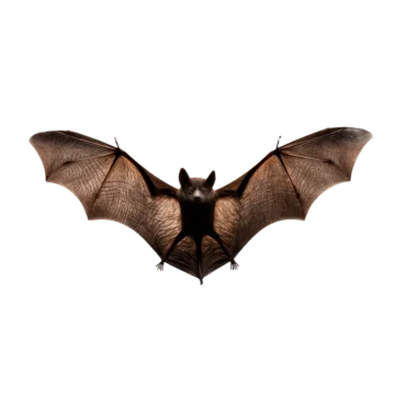 Bat wings wide spread silhouette on transparent background