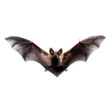 Isolated dark bat wings bold shape on transparent background