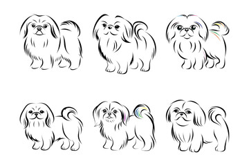 6 icon set of dog Pekingese eps