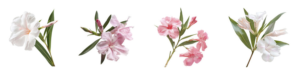 Elegant composition of various oleander flowers in pink hues