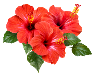 vibrant red hibiscus flowers and green leaves