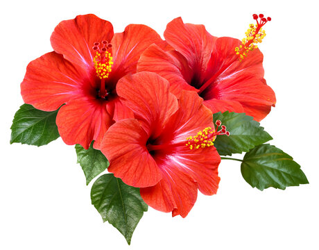 vibrant red hibiscus flowers and green leaves