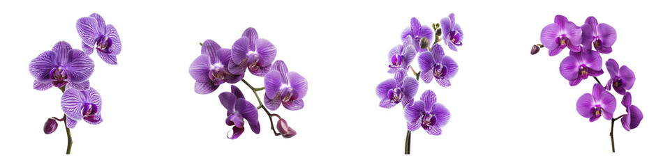 Plakat A collection of stunning purple orchid flowers, showcasing their elegant beauty