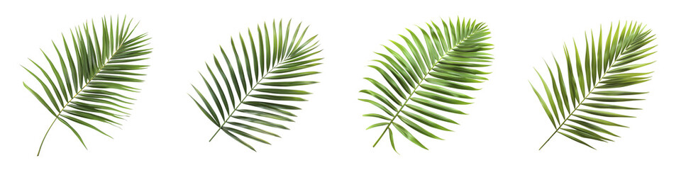 Fototapeta premium Tropical Palm Leaves Collection, Exotic Foliage Arrangement, Botanical Design Elements
