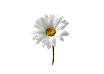 Single white daisy, centered against black background.  Petals are a soft white,  a bright yellow center disk, and a thin green stem.  Image is digitally enhanced