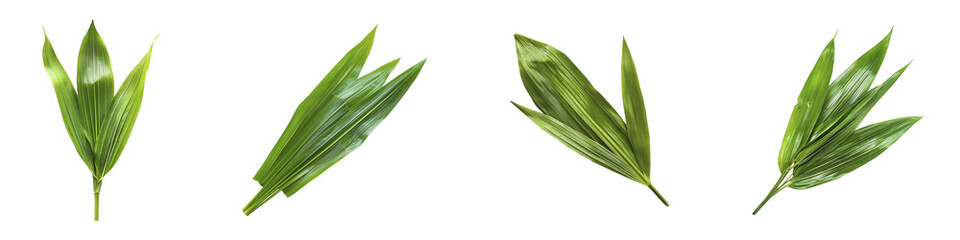 Fototapeta premium Arrangement of green coconut palm leaves isolated on a transparent background