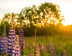 Lupines in golden sunset field