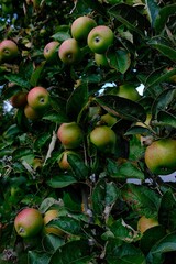 Branches of an apple tree with ripe green and red apples among lush leaves in natural daylight