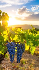 Lush grapes at sunset