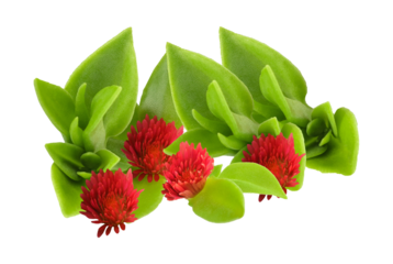 close-up arrangement of green succulents and red clover blossoms