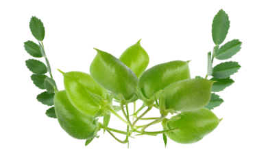 fresh green chickpea pods with leaves, representing healthy organic produce