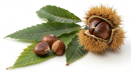 Freshly harvested chestnuts with spiky husk and green leaves