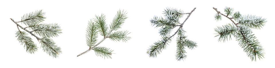 Snowy Pine Branches for Winter Holiday Decor with