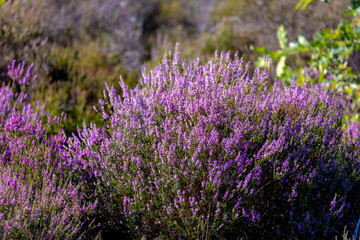 Selective focus bush of wild purple flowers Calluna vulgaris (heath, heide, ling or simply heather) is the sole species in the genus Calluna in the flowering plant family Ericaceae, Natural background