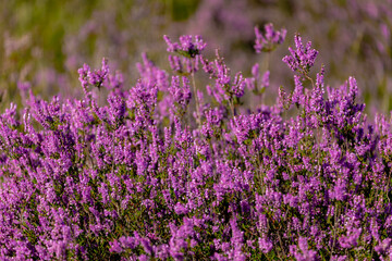 Obraz premium Selective focus bush of wild purple flowers Calluna vulgaris (heath, heide, ling or simply heather) is the sole species in the genus Calluna in the flowering plant family Ericaceae, Natural background