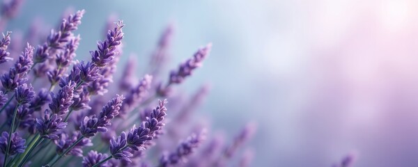 Obraz premium Close-up macro photo of vibrant purple lavender flowers with soft focus background. Horizontal banner style shows blooming plants, delicate texture, evoking freshness and summer beauty. Aroma concept.