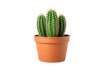 Three green cacti in a terracotta pot isolated on transparent background