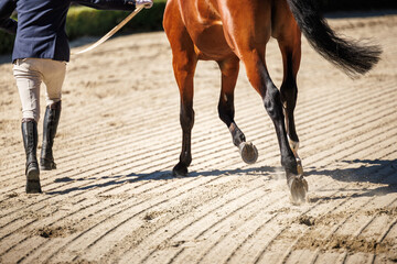 Horse handler leading bay horse across sandy arena during horse auction presentation or equestrian exhibition show © encierro