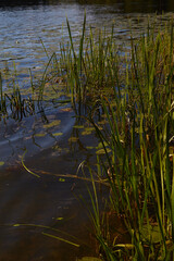 reeds in the water