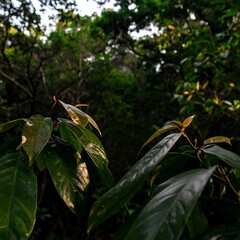Lush green leaves in a dense forest