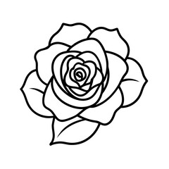 garden rose blooming