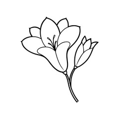  freesia flower vector illustration