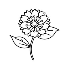scabiosa flower line art