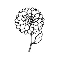  scabiosa flower line art