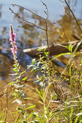 wild flowers in the forest