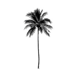Silhouetted palm tree against black background