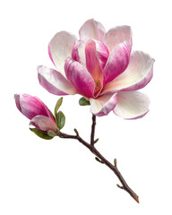 Close-up of a magnolia blossom with two buds.  Soft pink and white petals.  Delicate stem and leaves