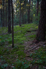 Obraz premium footpath in the woods