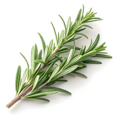 Fototapeta premium Spice Island Rosemary Fragrant Green Herb Sprigs on Bright White Background Minimal Fresh Botanical Still Life Premium Organic Culinary Ingredient
