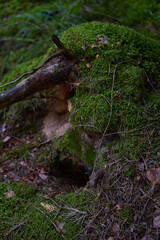 moss on the tree