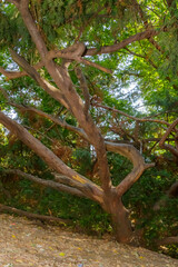 Twisted tree with branching trunk and green foliage in a shaded forest environment