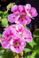 Orqu&iacute;deas. Las orqu&iacute;deas son un grupo fascinante de plantas con flores, reconocidas por su belleza, complejidad floral y adaptaciones ecol&oacute;gicas &uacute;nicas. 