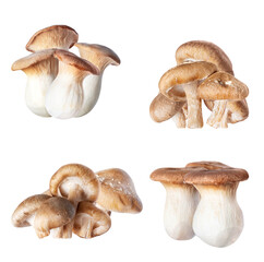versatile mushroom selection celebrating culinary flavors and organic ingredients