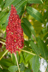 Close-up of red sumac seed cluster on a green leafy branch in natural sunlight