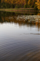 sundown. reflection of trees in water. Lake  in Belarus. Ucklya