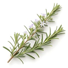 Fototapeta premium Arp Rosemary Leaf Slender Grey-Green Needle-Like Herb with Strong Aromatic Fragrance and Hardy Mediterranean Freshness Isolated in Crisp Detail on Pure White Background