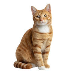 Obraz premium Orange tabby cat sitting proudly isolated on transparent background