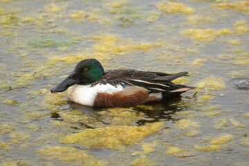 Obraz premium Canard souchet, male, Anas clypeata, No