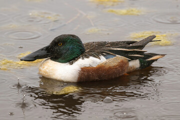Canard souchet, male,Anas clypeata, No