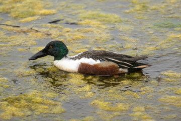 Canard souchet, male,Anas clypeata, No