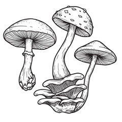 Hand drawn illustrations of various mushrooms in a detailed engraved vintage style
