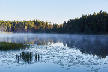 lake in the forest